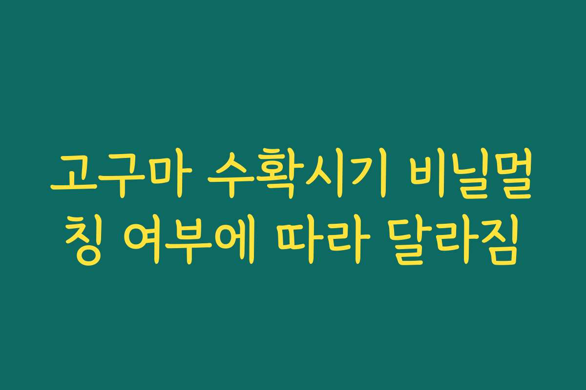 고구마 수확시기 비닐멀칭 여부에 따라 달라짐