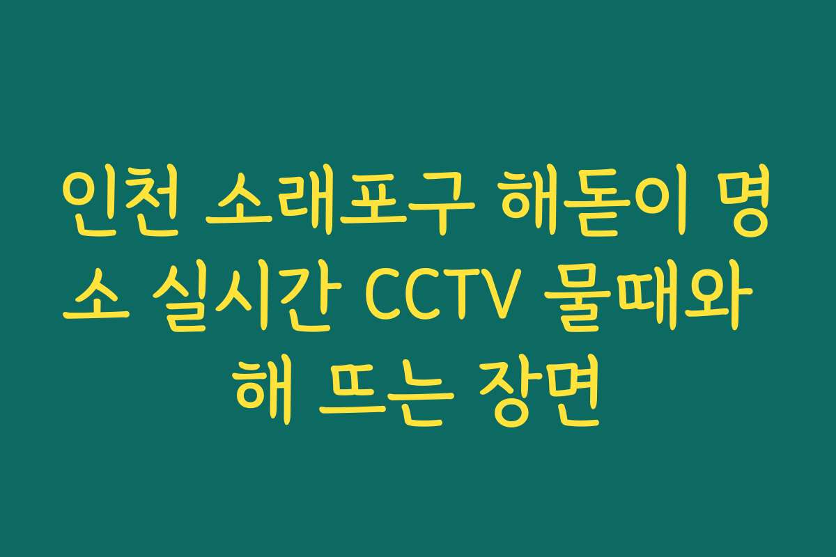 인천 소래포구 해돋이 명소 실시간 CCTV 물때와 해 뜨는 장면