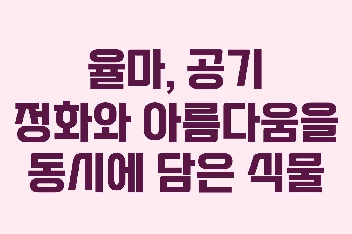 율마, 공기 정화와 아름다움을 동시에 담은 식물