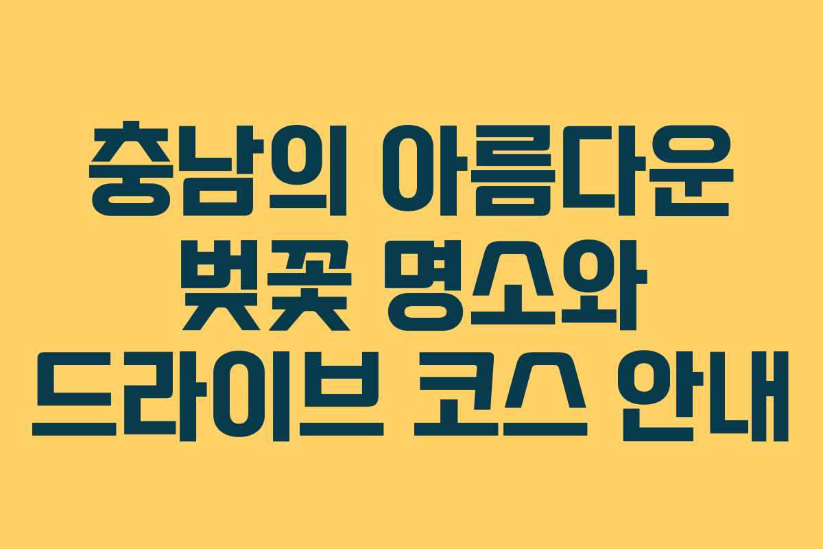 충남의 아름다운 벚꽃 명소와 드라이브 코스 안내